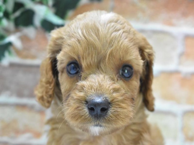 東京都のハーフ犬・ミックス犬 (ペッツワン昭島店/2024年5月5日生まれ/男の子/レッド)の子犬